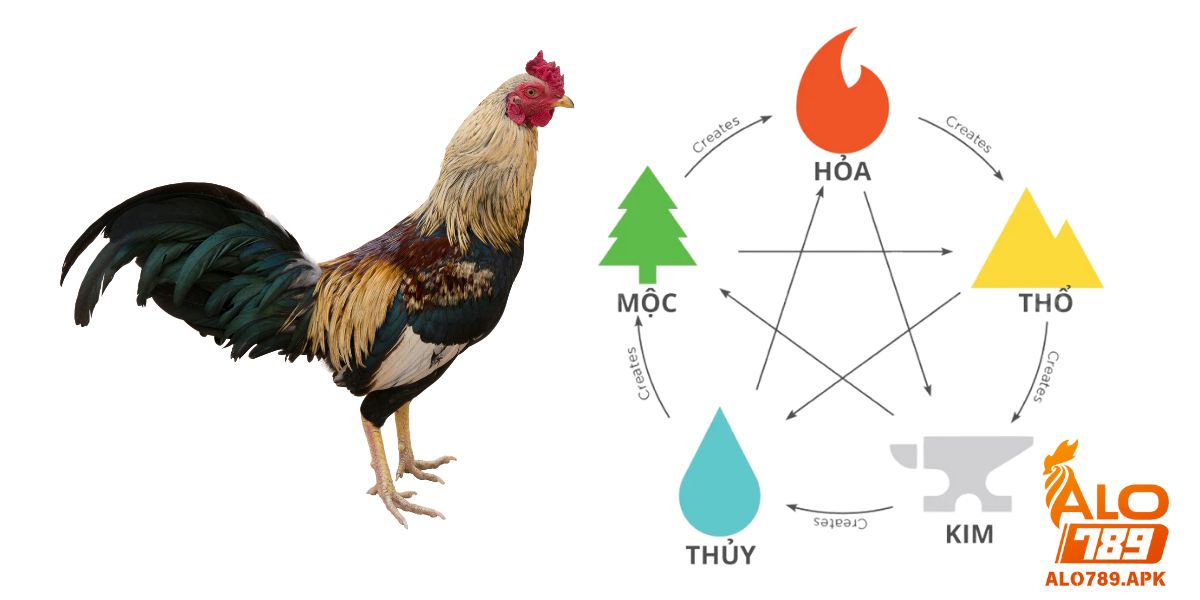 Hôm nay đá gà màu gì theo ngũ hành để mang lại tài lộc?